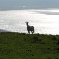 Kashmir goat, feral goat